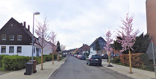 Straße mit blühenden Kirschbäumen. 