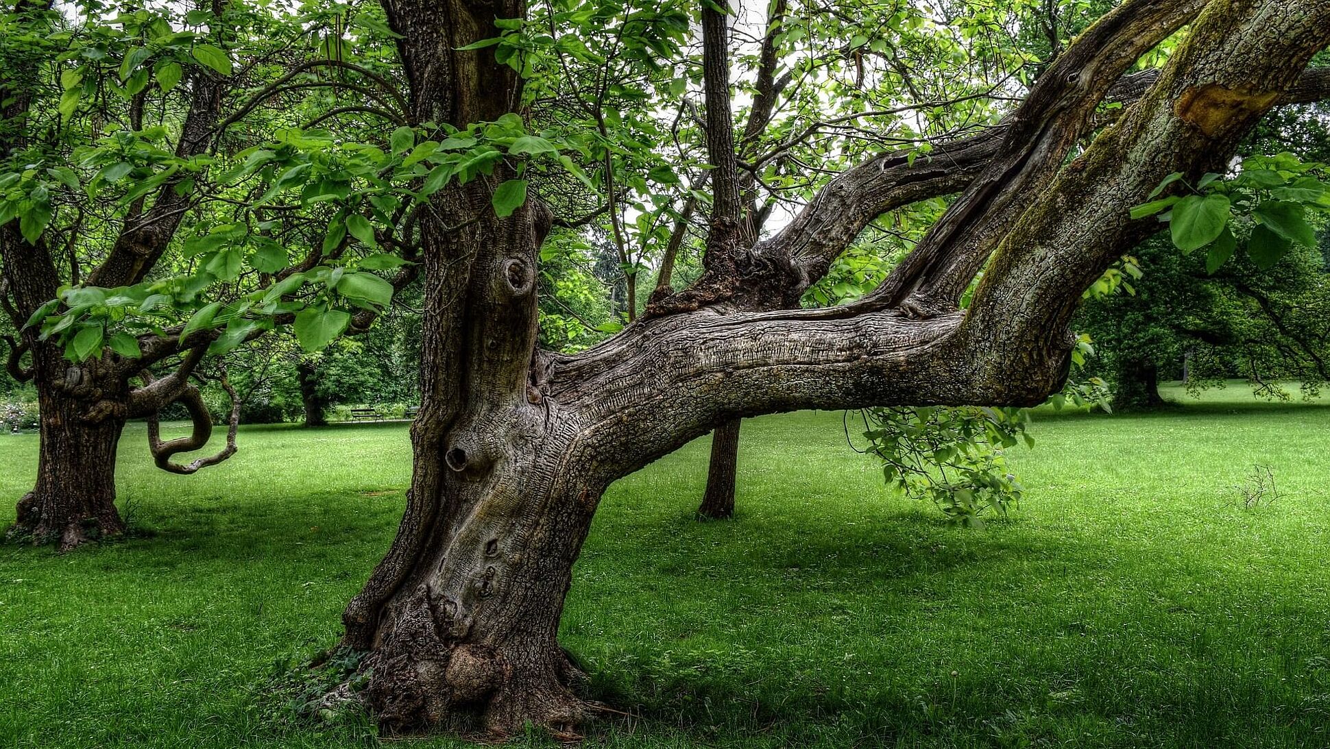 Knorriger Baum im Park
