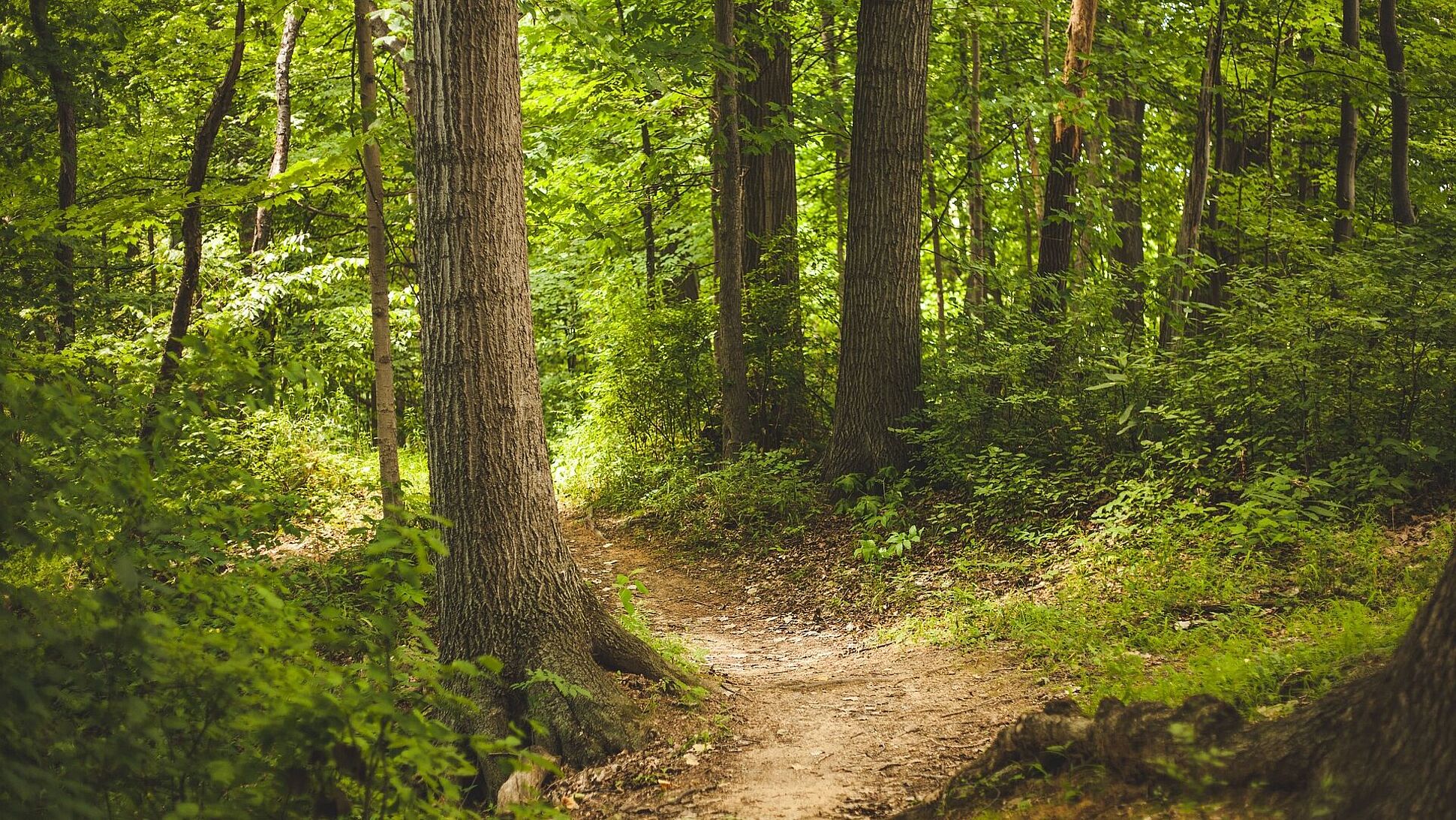 Weg durch den Wald