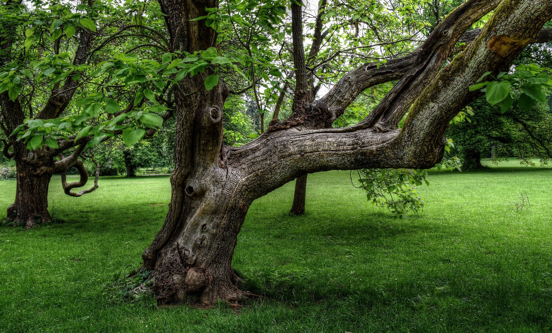 Knorriger Baum im Park